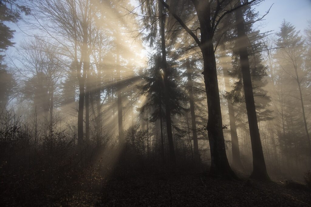 Sunlight beaming through trees in a forest