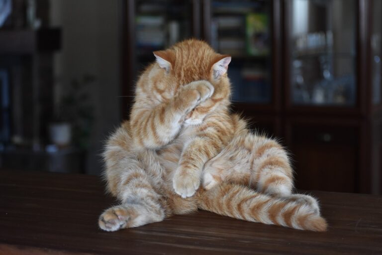 Orange tabby cat sitting with paw over face.